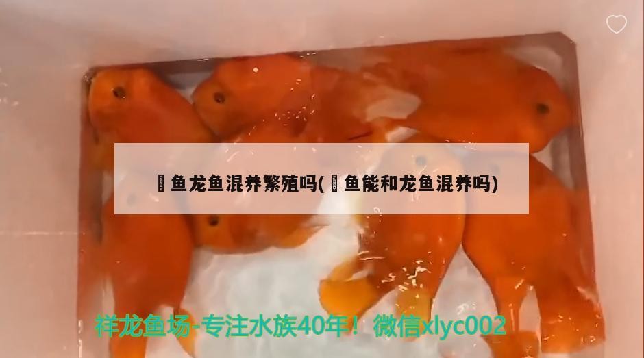 雷龍魚能和銀龍魚混養(yǎng)嗎圖片（雷龍魚可以和銀龍混養(yǎng)嗎） 雷龍魚能和銀龍魚混養(yǎng)嗎圖片（雷龍魚可以和銀龍混養(yǎng)嗎） 銀龍魚百科 第1張