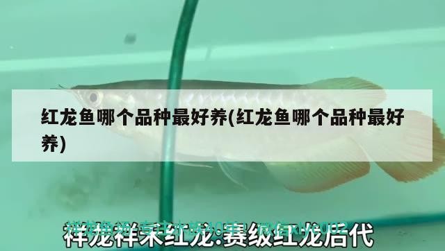 雷龍魚能和銀龍魚混養(yǎng)嗎圖片（雷龍魚可以和銀龍混養(yǎng)嗎） 雷龍魚能和銀龍魚混養(yǎng)嗎圖片（雷龍魚可以和銀龍混養(yǎng)嗎） 銀龍魚百科 第3張