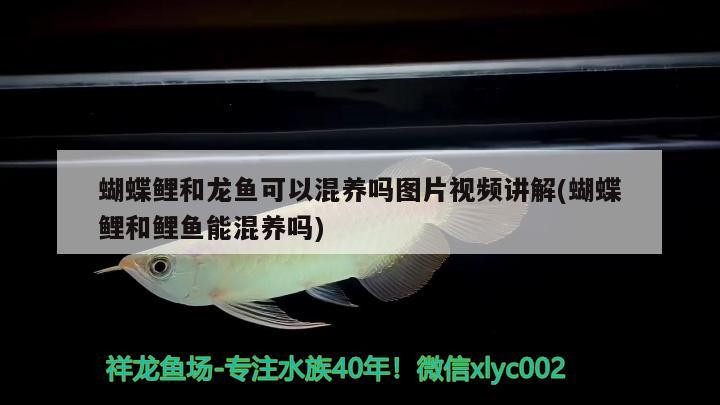 雷龍魚能和銀龍魚混養(yǎng)嗎圖片（雷龍魚可以和銀龍混養(yǎng)嗎） 雷龍魚能和銀龍魚混養(yǎng)嗎圖片（雷龍魚可以和銀龍混養(yǎng)嗎） 銀龍魚百科 第2張