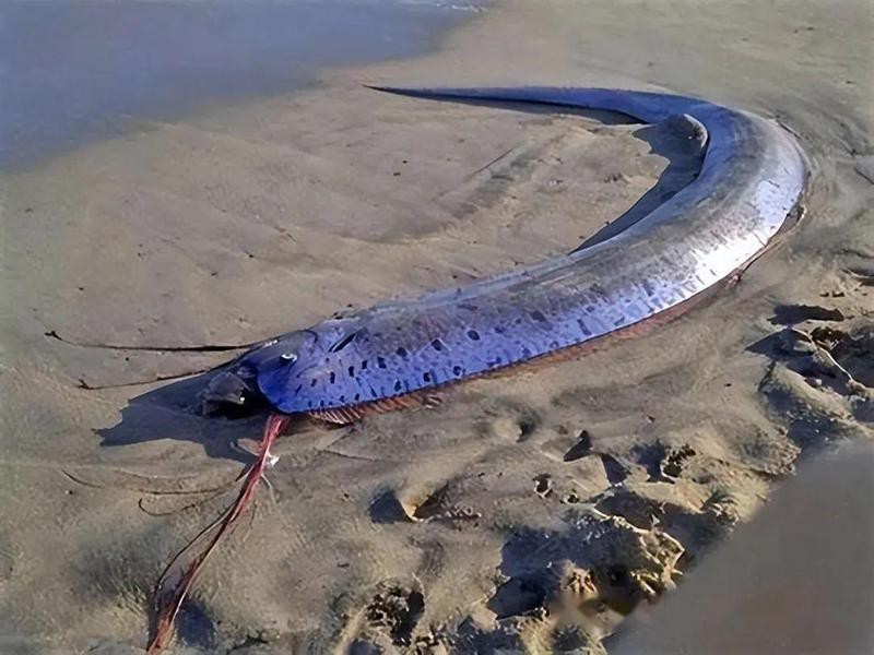 龍宮里有名的魚 龍宮里有名的魚 龍魚論壇