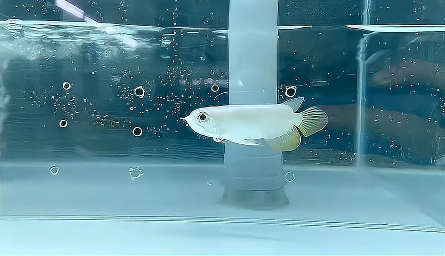 龍魚的人工選育有哪些成功案例？ 龍魚的人工選育有哪些成功案例？ 2025長城杯龍魚大賽 第2張