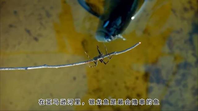 跟銀龍魚很像的魚叫什么 跟銀龍魚很像的魚叫什么 龍魚百科 第6張