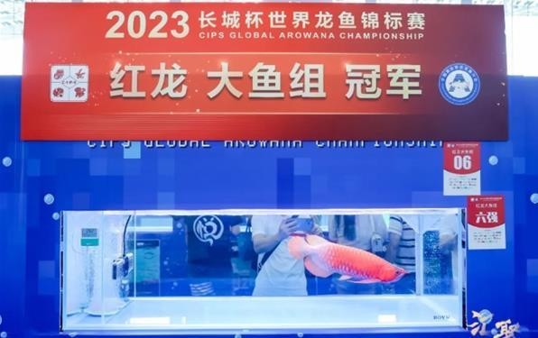 2024年長城杯龍魚比賽的冠軍是誰？