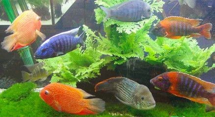 黑色的魚缸有什么作用？：黑色的魚缸在風水中有什么作用？ 黑色的魚缸有什么作用？：黑色的魚缸在風水中有什么作用？ 魚缸百科 第1張
