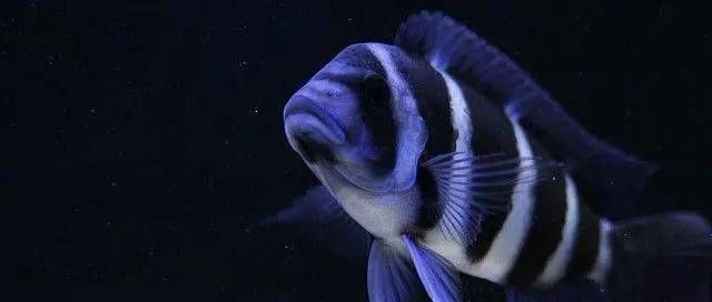 薩伊藍魚缸底沙用白色的還是黑色的好：探討薩伊藍魚缸底沙的顏色選擇 薩伊藍魚缸底沙用白色的還是黑色的好：探討薩伊藍魚缸底沙的顏色選擇 魚缸百科 第1張