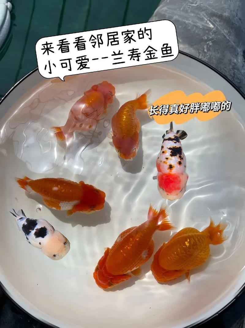 福州飛藝的金魚品種是什么？