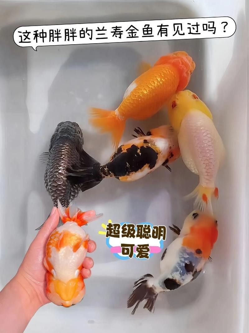 福州飛藝的金魚品種是什么？