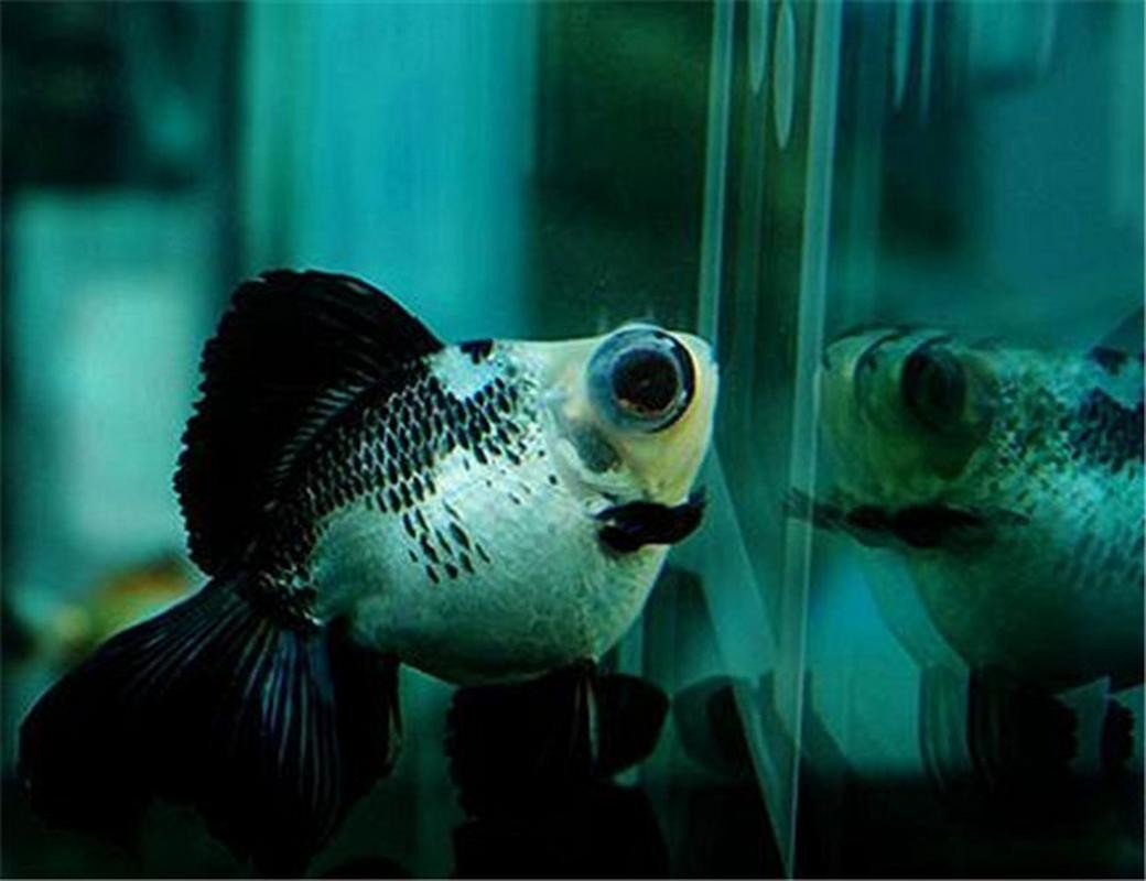 福州飛藝的金魚品種是什么？