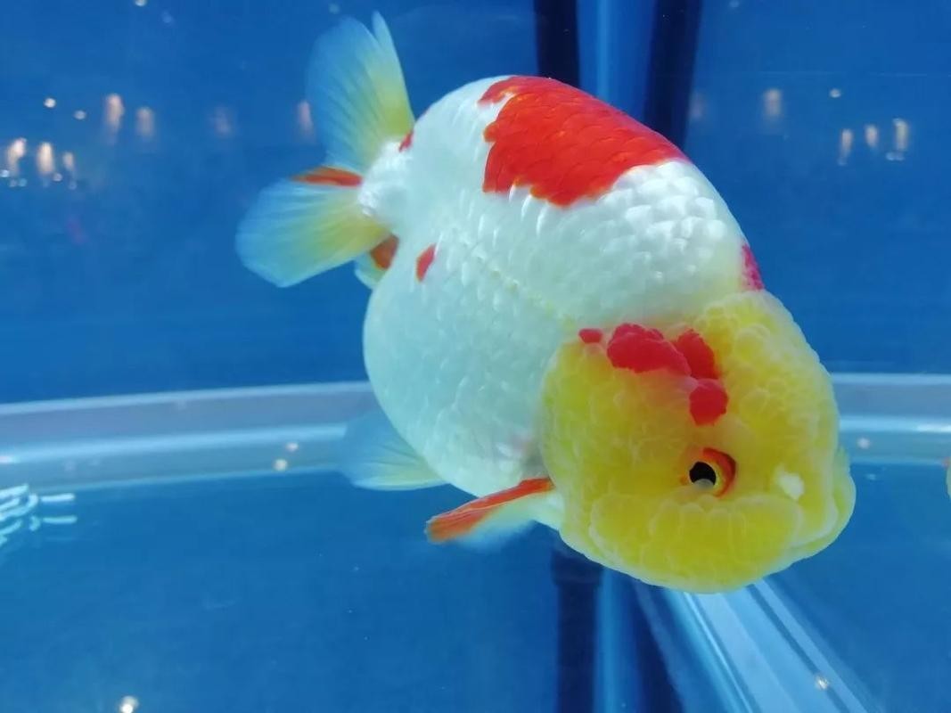 福州飛藝的金魚品種是什么？