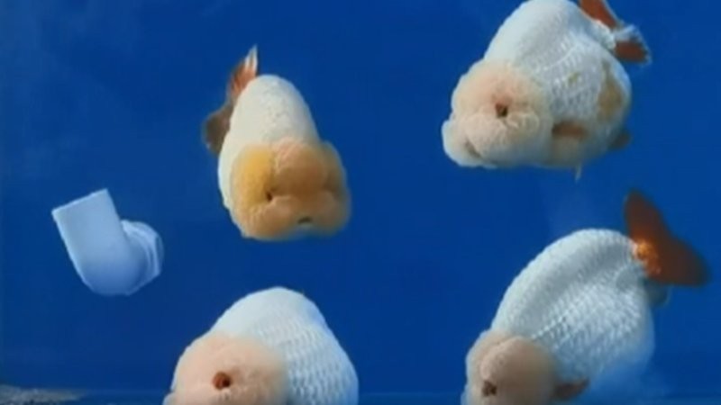 福州飛藝的金魚品種是什么？