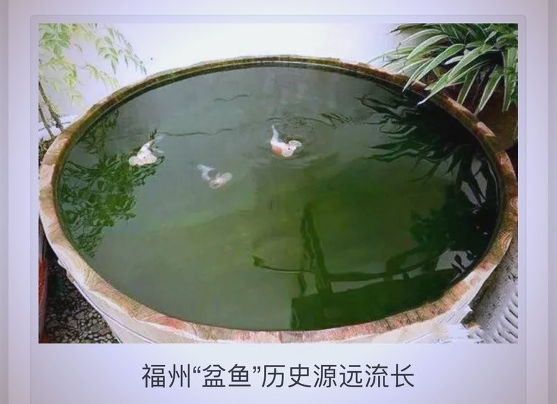 福州飛藝的金魚品種是什么？