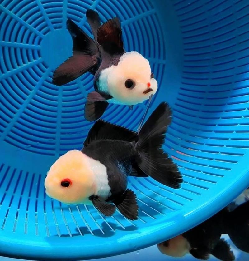 福州飛藝的金魚品種是什么？