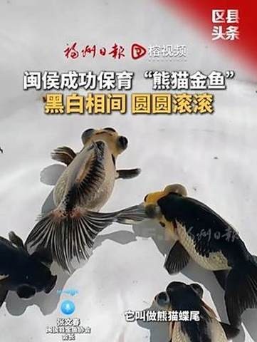 福州飛藝的金魚品種是什么？