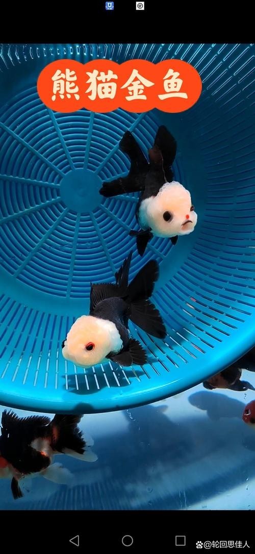 福州飛藝的金魚品種是什么？