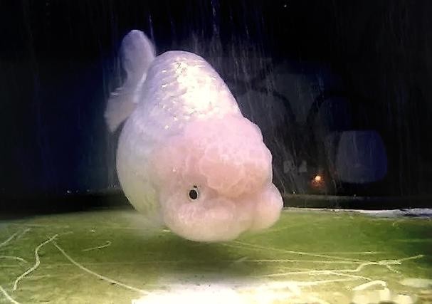 福州飛藝的金魚品種是什么？