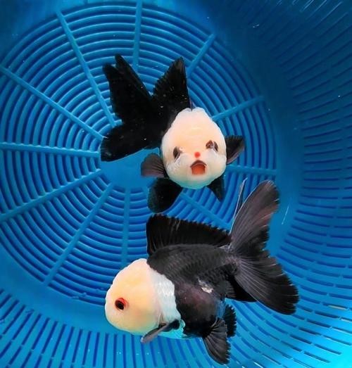 福州飛藝的金魚品種是什么？