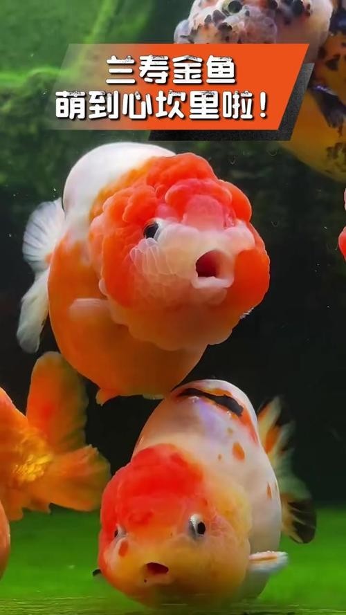福州飛藝的金魚品種是什么？
