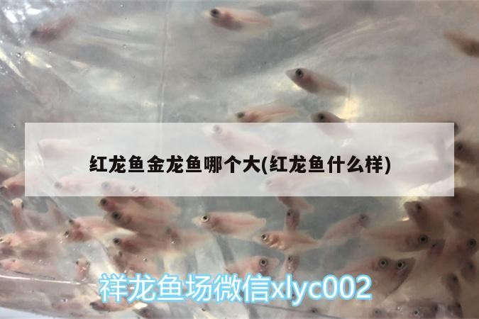 錦州濱海新區(qū)趙德全養(yǎng)魚(yú)館（錦州濱海新區(qū)趙德全養(yǎng)魚(yú)館地址） 錦州濱海新區(qū)趙德全養(yǎng)魚(yú)館（錦州濱海新區(qū)趙德全養(yǎng)魚(yú)館地址） 全國(guó)水族館企業(yè)名錄 第1張