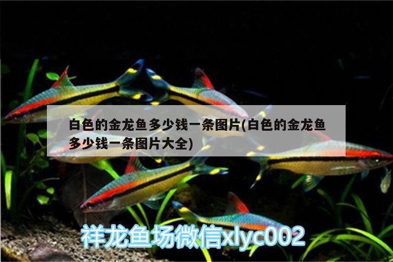 錦州濱海新區(qū)趙德全養(yǎng)魚(yú)館（錦州濱海新區(qū)趙德全養(yǎng)魚(yú)館地址） 錦州濱海新區(qū)趙德全養(yǎng)魚(yú)館（錦州濱海新區(qū)趙德全養(yǎng)魚(yú)館地址） 全國(guó)水族館企業(yè)名錄 第3張