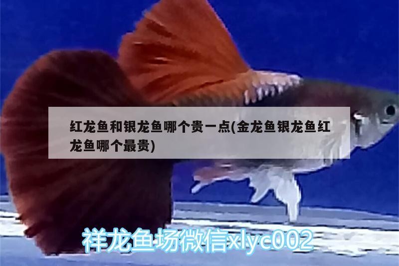錦州濱海新區(qū)趙德全養(yǎng)魚(yú)館（錦州濱海新區(qū)趙德全養(yǎng)魚(yú)館地址） 錦州濱海新區(qū)趙德全養(yǎng)魚(yú)館（錦州濱海新區(qū)趙德全養(yǎng)魚(yú)館地址） 全國(guó)水族館企業(yè)名錄 第4張