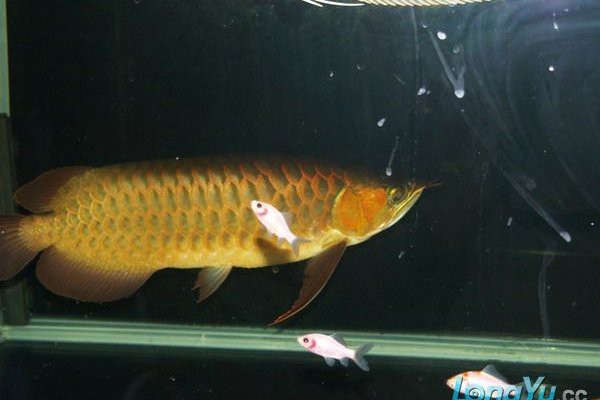 紅龍魚嘴唇顏色變化有規(guī)律嗎？