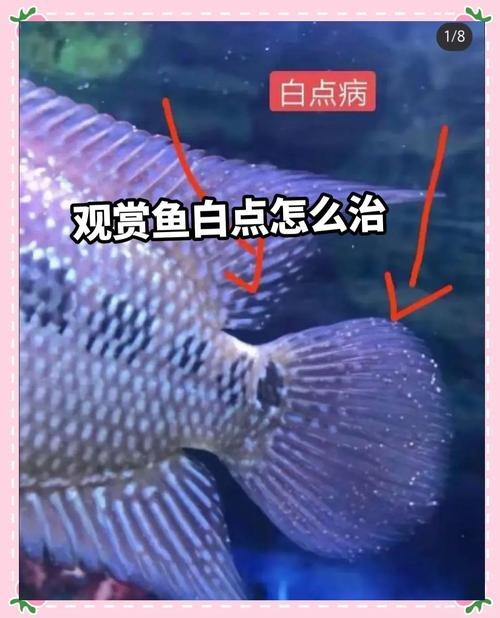 龍魚白點病早期圖片