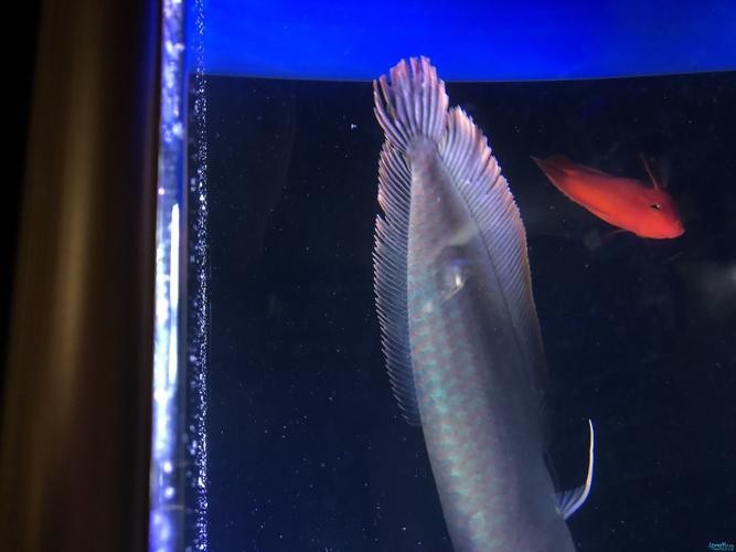 龍魚白點病早期圖片