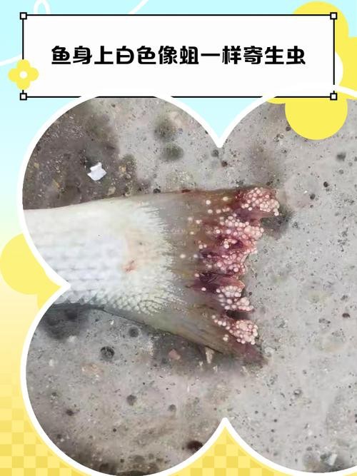 龍魚白點病早期圖片