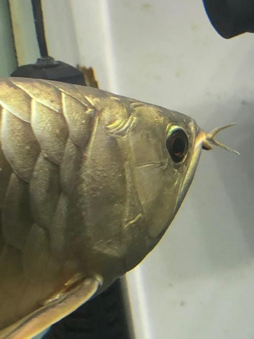 龍魚白點病早期圖片