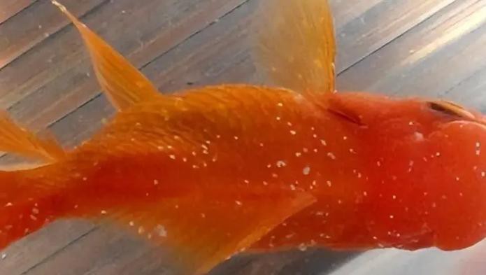 龍魚白點病早期圖片