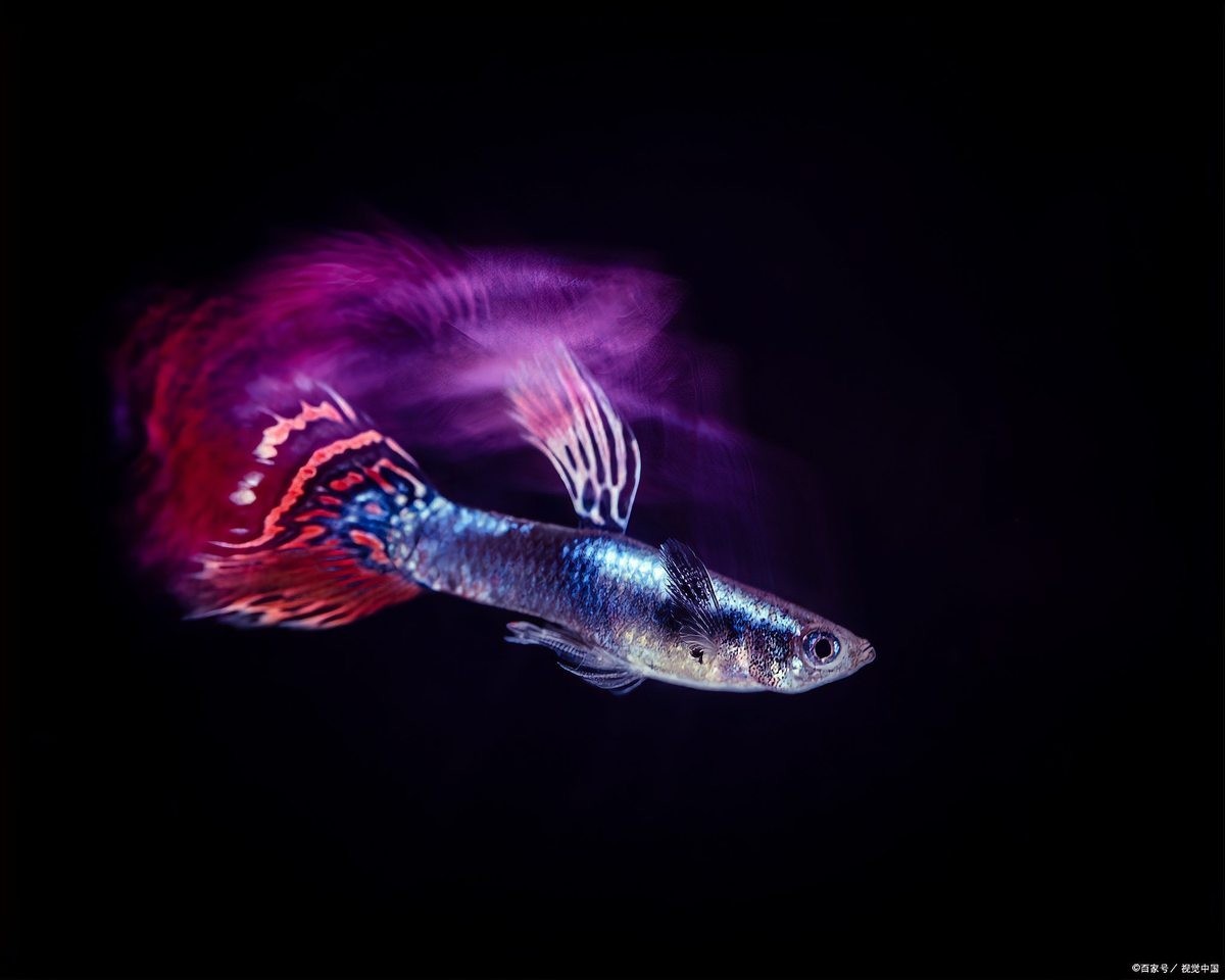 孔雀魚繁殖注意事項