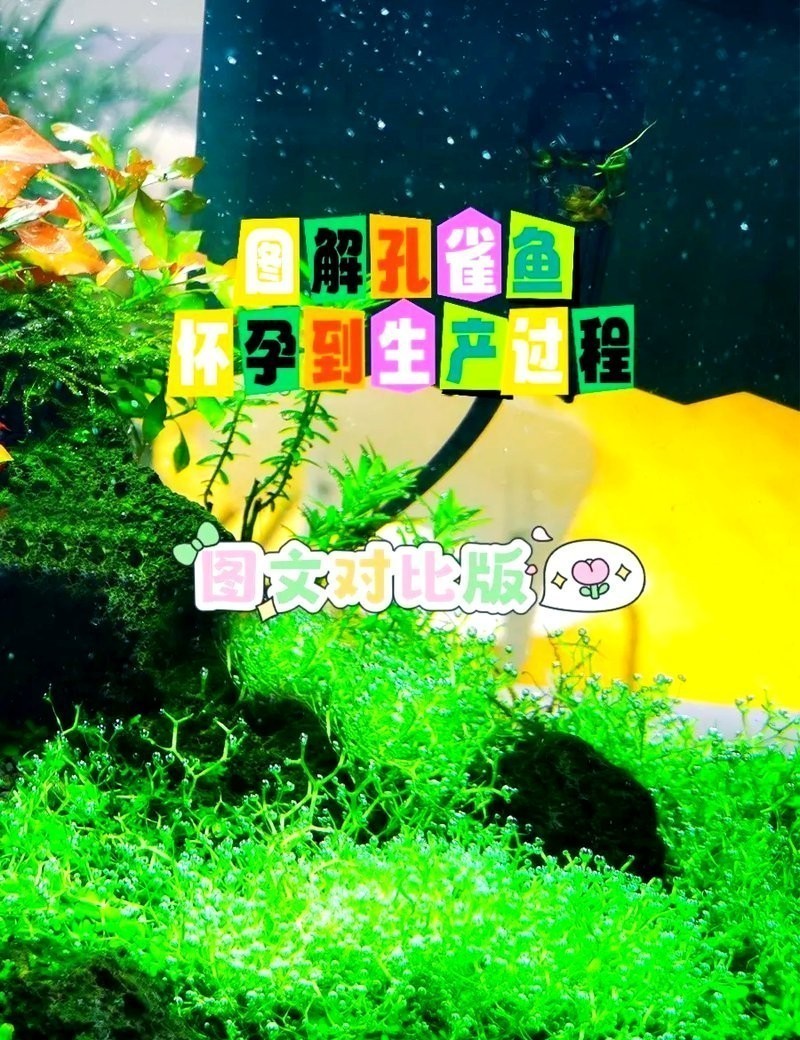 孔雀魚繁殖注意事項