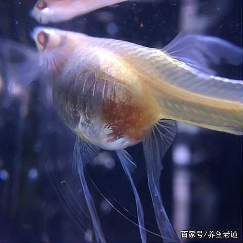 孔雀魚繁殖注意事項