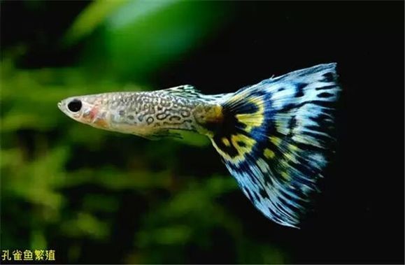 孔雀魚繁殖注意事項