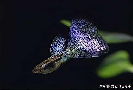 孔雀魚繁殖注意事項