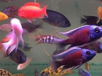 廣東冬天魚缸水溫不固定不變：廣東冬天的魚缸水溫不固定不變，冬季室內養魚需注意