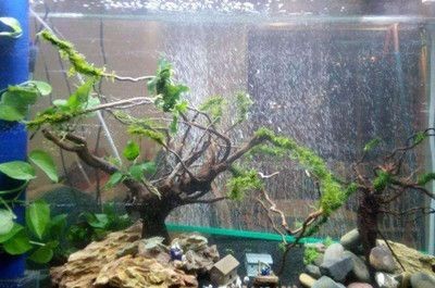 廣東冬天魚缸水溫不固定不變：廣東冬天的魚缸水溫不固定不變，冬季室內養魚需注意