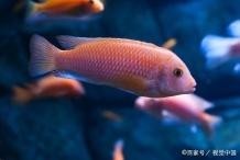 神仙魚和龍魚哪個更難養(yǎng)？
