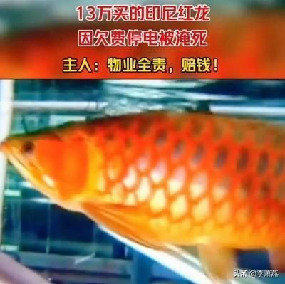 紅龍魚開燈多長時間喂食一次（紅龍魚光照過長影響，紅龍魚幼年期營養需求，紅龍魚體色改善方法）