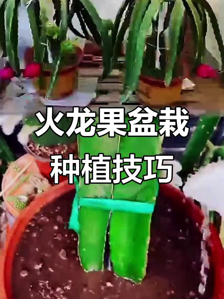 紅龍盆栽怎么養殖方法 紅龍盆栽怎么養殖方法 龍魚論壇 第2張