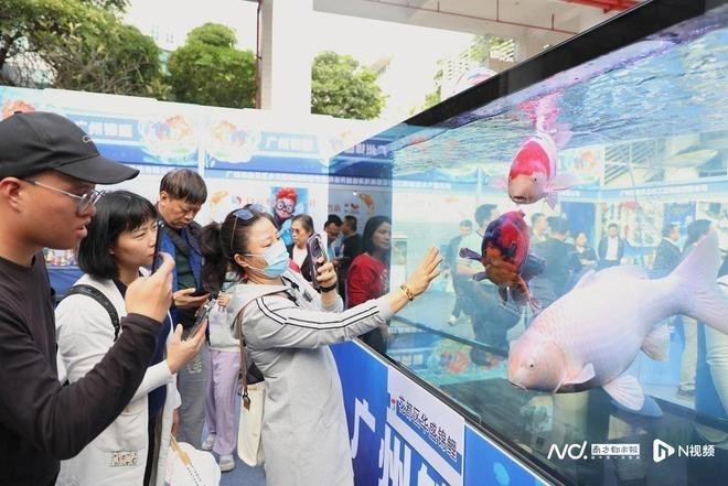 廣州龍魚比賽記錄