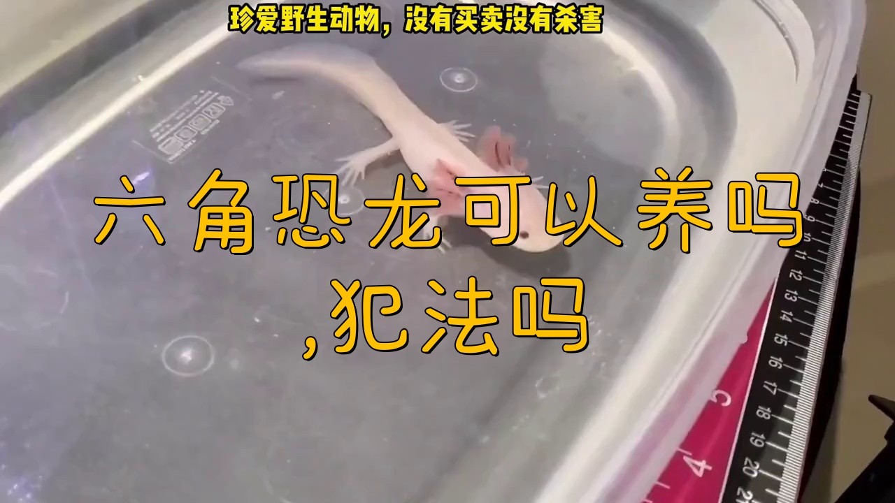 如何合法飼養(yǎng)六角恐龍？