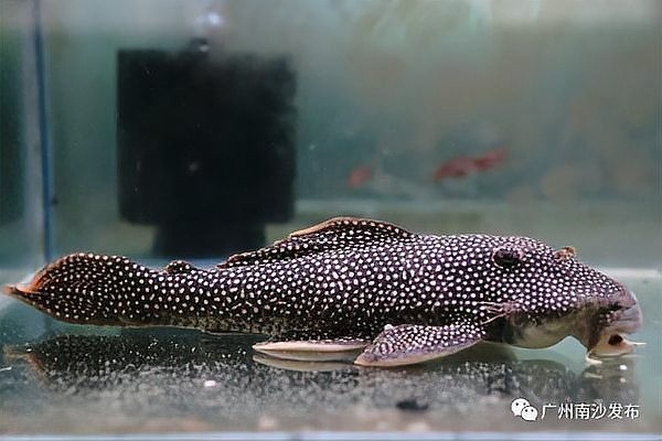 廣州龍魚養殖基地哪個最大