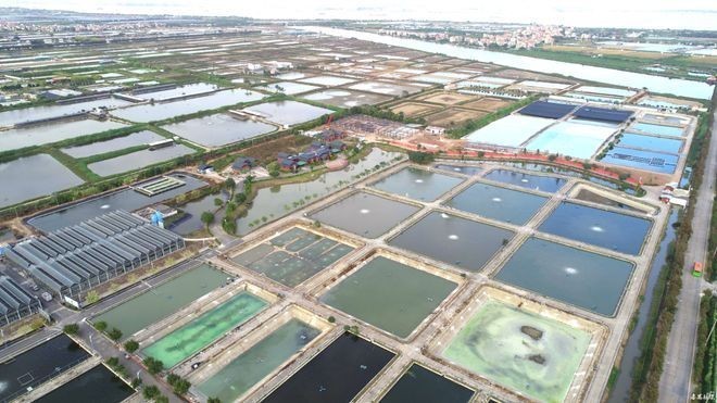 廣州龍魚養殖基地哪個最大 廣州龍魚養殖基地哪個最大 2025長城杯龍魚大賽 第6張
