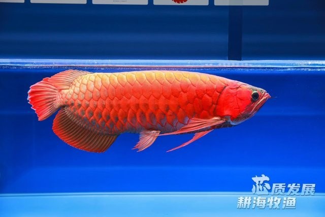 廣州龍魚養殖基地哪個最大