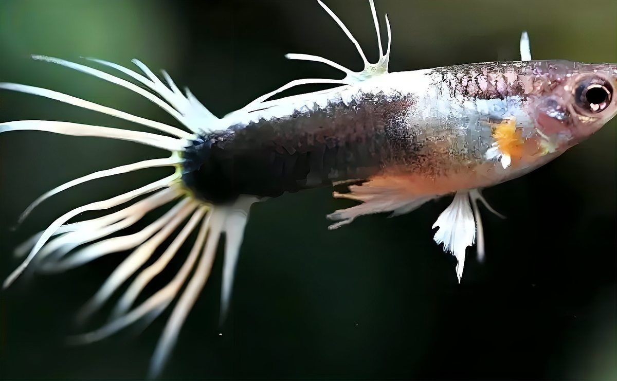 紅箭魚為什么咬孔雀魚 紅箭魚為什么咬孔雀魚 龍魚論壇 第7張