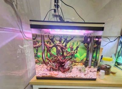 老漁匠魚缸加熱棒怎么安裝：老漁匠加熱棒安裝指南，正確步驟與安全須知，