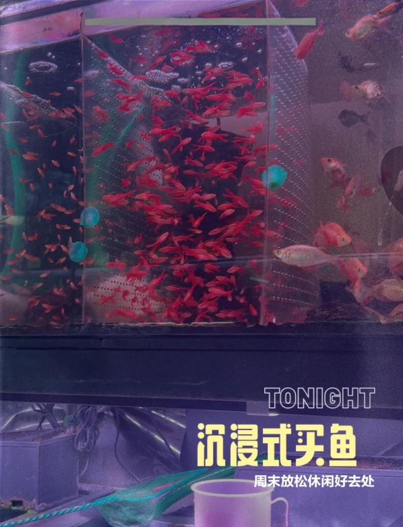 十大最好養(yǎng)的熱帶魚(yú)