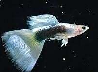 十大最好養(yǎng)的熱帶魚(yú)