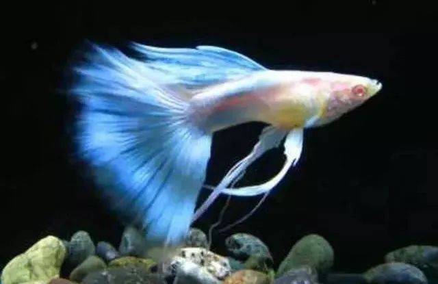 十大最好養(yǎng)的熱帶魚(yú)